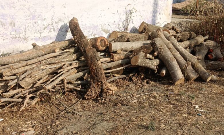 केवलारी DIET परिसर में पेड़ों की कटाई और मोक्षधाम में लकड़ी संकट