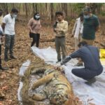 सिवनी बाघ शिकार मामला, चारगांव में कुएं में मिला बाघ का शव