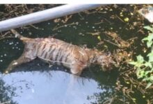 सिवनी बाघ शिकार मामला, चारगांव में कुएं में मिला बाघ का शव