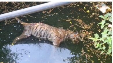 सिवनी बाघ शिकार मामला, चारगांव में कुएं में मिला बाघ का शव