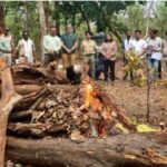 सिवनी बाघ शिकार मामला, चारगांव में कुएं में मिला बाघ का शव