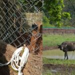 कान्हा टाइगर रिजर्व में छोड़े गए जंगली भैंसे