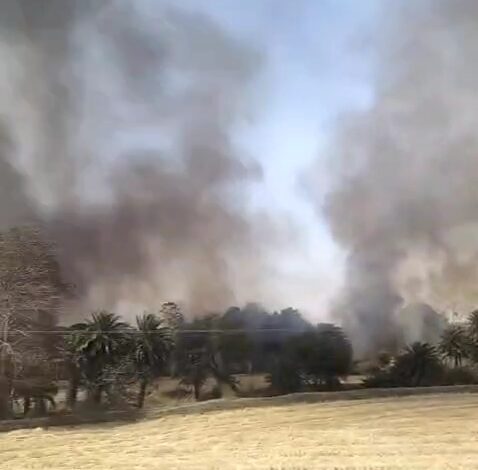 सिवनी आग छपारा में आग से जली गेहूं की फसल और खेत का दृश्य