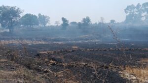 छपारा में आग से जली गेहूं की फसल और खेत का दृश्य