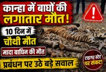 कान्हा टाइगर रिजर्व बाघ मौत -10 दिनों में चौथी बाघ की मौत