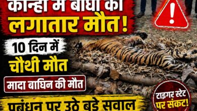 कान्हा टाइगर रिजर्व बाघ मौत -10 दिनों में चौथी बाघ की मौत