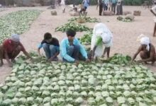 लघु वन उपज संकट छिंदवाड़ा - संरक्षण की जरूरत