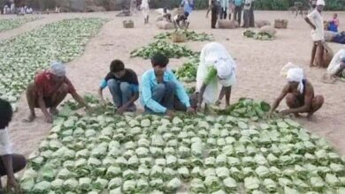 लघु वन उपज संकट छिंदवाड़ा - संरक्षण की जरूरत