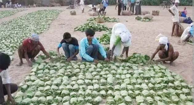 लघु वन उपज संकट छिंदवाड़ा - संरक्षण की जरूरत