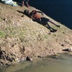 पीपरताल जलाशय में खेलते-खेलते गहरे पानी में डूबे दोनों बच्चे, देर रात रेस्क्यू में निकाले गए शव - Seoni News