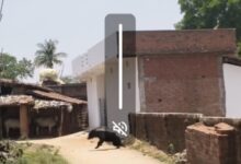 उगली क्षेत्र के अरंडिया गांव में दिन के समय दिखाई दिया भालू
