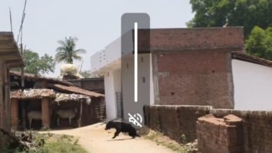 उगली क्षेत्र में दिनदहाड़े भालू की आमद, ग्रामीण दहशत के साये में | Dainik Yashonnati उगली क्षेत्र के अरंडिया गांव में दिन के समय दिखाई दिया भालू