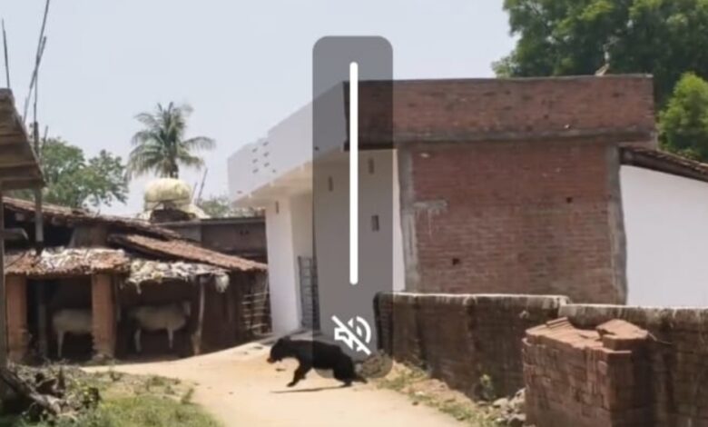 उगली क्षेत्र के अरंडिया गांव में दिन के समय दिखाई दिया भालू