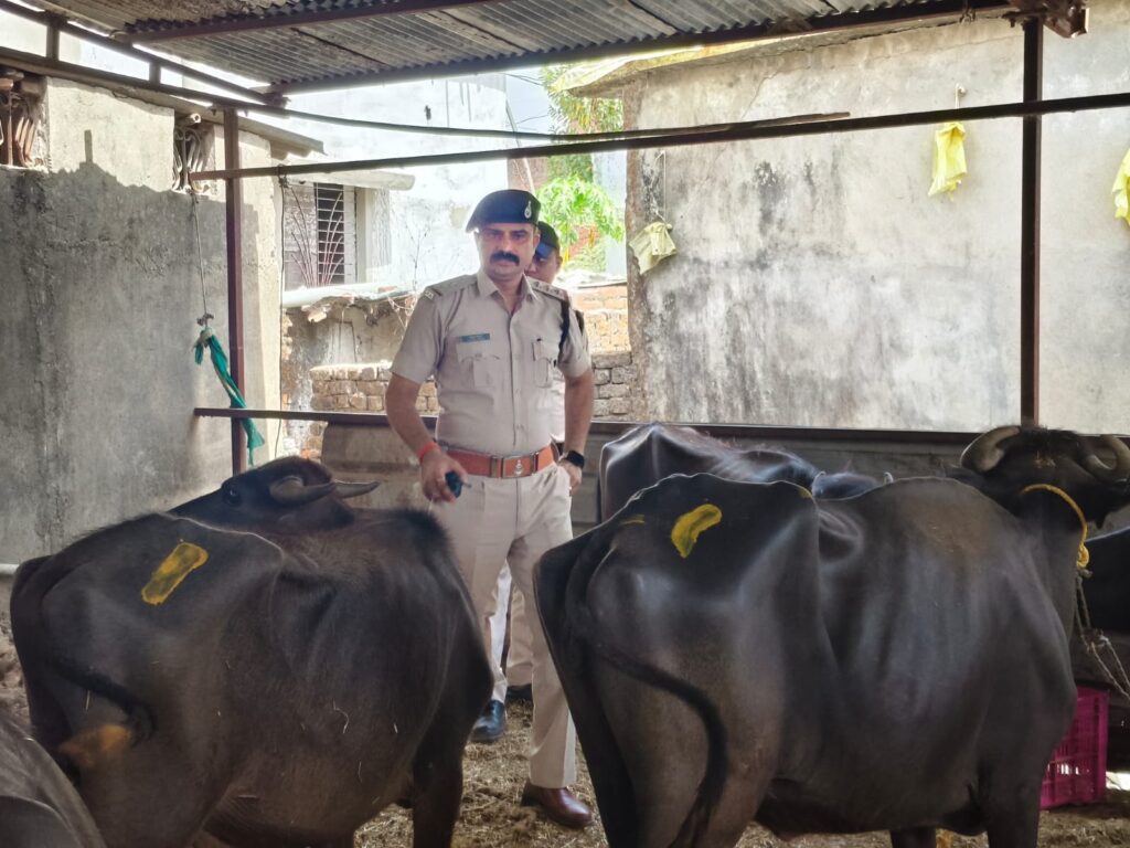 सिवनी में अवैध बूचड़खाने पर कार्रवाई करती कोतवाली पुलिस टीम