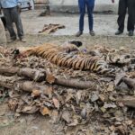कान्हा में बाघों की मौत पर पर्दा? ‘प्रेस नोट’ की खामोशी में दबते सवाल | Dainik Yashonnati कान्हा बाघ मौत फोटो - कान्हा टाइगर रिजर्व में बाघों की मौत के बाद का दृश्य
