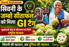 GI Tag प्राप्त करने वाला सिवनी जम्बो सीताफल, किसानों के लिए नई पहचान और बेहतर बाजार मूल्य का अवसर
