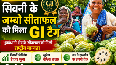 GI Tag प्राप्त करने वाला सिवनी जम्बो सीताफल, किसानों के लिए नई पहचान और बेहतर बाजार मूल्य का अवसर