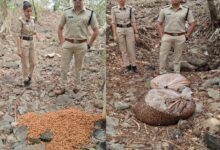 पांढुर्णा जिले के घोघरी गांव में अवैध महुआ शराब के खिलाफ कार्रवाई करते आबकारी विभाग के अधिकारी एवं जब्त महुआ लाहन।