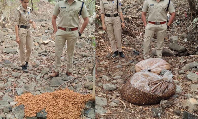 पांढुर्णा जिले के घोघरी गांव में अवैध महुआ शराब के खिलाफ कार्रवाई करते आबकारी विभाग के अधिकारी एवं जब्त महुआ लाहन।