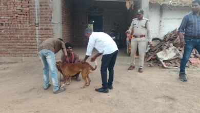 अब 1500 कुत्तों की निगरानी करेगा पेंच टाइगर रिजर्व | Dainik Yashonnati पेंच टाइगर रिजर्व के बफर क्षेत्र में कैनाइन डिस्टेंपर रोकथाम अभियान के तहत कुत्तों का टीकाकरण करते वन विभाग और पशु चिकित्सा दल