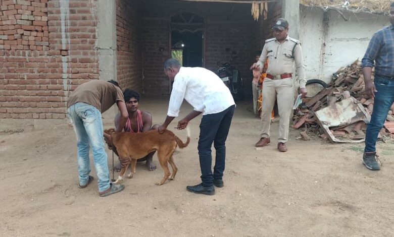 पेंच टाइगर रिजर्व के बफर क्षेत्र में कैनाइन डिस्टेंपर रोकथाम अभियान के तहत कुत्तों का टीकाकरण करते वन विभाग और पशु चिकित्सा दल