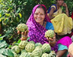 GI Tag प्राप्त करने वाला सिवनी जम्बो सीताफल, किसानों के लिए नई पहचान और बेहतर बाजार मूल्य का अवसर