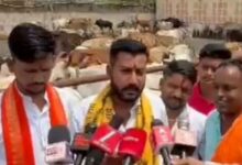 छिंदवाड़ा की आदर्श गौशाला पाठाढाना का दृश्य