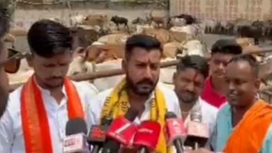 छिंदवाड़ा की आदर्श गौशाला पाठाढाना का दृश्य