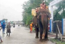 छिंदवाड़ा के चौरई में हाथी के हमले में घायल हुए दो युवक