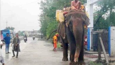 छिंदवाड़ा के चौरई में हाथी के हमले में घायल हुए दो युवक