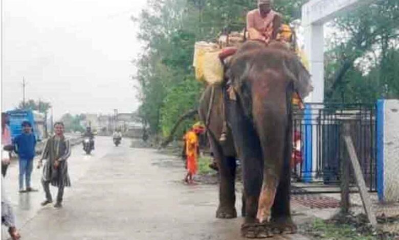 छिंदवाड़ा के चौरई में हाथी के हमले में घायल हुए दो युवक