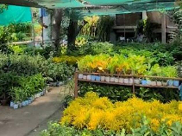 जमुनिया नर्सरी छिंदवाड़ा में तैयार किए गए फलदार पौधे