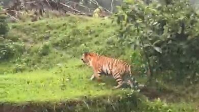 बहरई के महू गांव के जंगल में दिखाई दिया बाघ