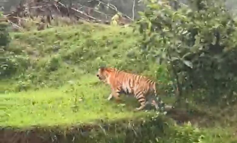 बहरई के महू गांव के जंगल में दिखाई दिया बाघ