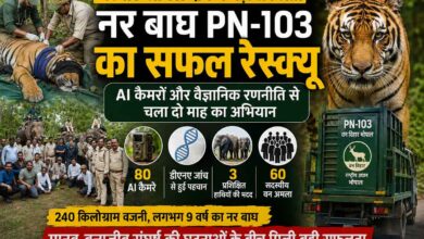 बरघाट-लामटा क्षेत्र में रेस्क्यू के बाद नर बाघ PN-103 का स्वास्थ्य परीक्षण करती वन विभाग की टीम, AI कैमरों और वैज्ञानिक अभियान से सफल रेस्क्यू
