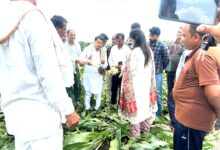 कान्हीवाड़ा में तेज आंधी बारिश से गिरी मक्के की फसल का निरीक्षण