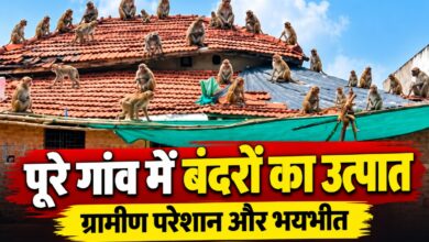 पूरे गांव में बंदरों का उत्पात, उछल-कूद से ग्रामीण परेशान और भयभीत | Dainik Yashonnati नंदौरा गांव में बंदरों के आतंक से परेशान ग्रामीण