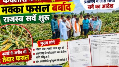 केवलारी में आंधी तूफान से बिछी मक्का फसल का जायजा लेते किसान