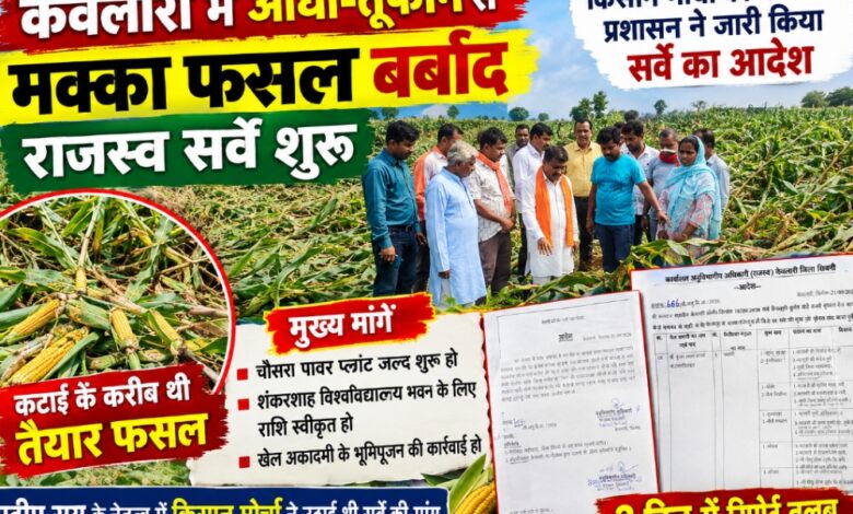 केवलारी में आंधी तूफान से बिछी मक्का फसल का जायजा लेते किसान