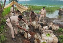 महुआ से जहरीली शराब बनाने वालों पर पुलिस का शिकंजा, 4720 किलो लाहन मौके पर नष्ट | Dainik Yashonnati मंडला में अवैध शराब के खिलाफ पुलिस की कार्रवाई