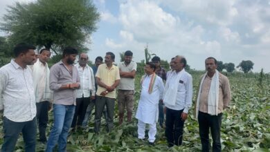 केवलारी विधायक रजनीश हरवंश सिंह खापा बाजार-डोकरांजी में मक्के की फसल का नुकसान देखते हुए