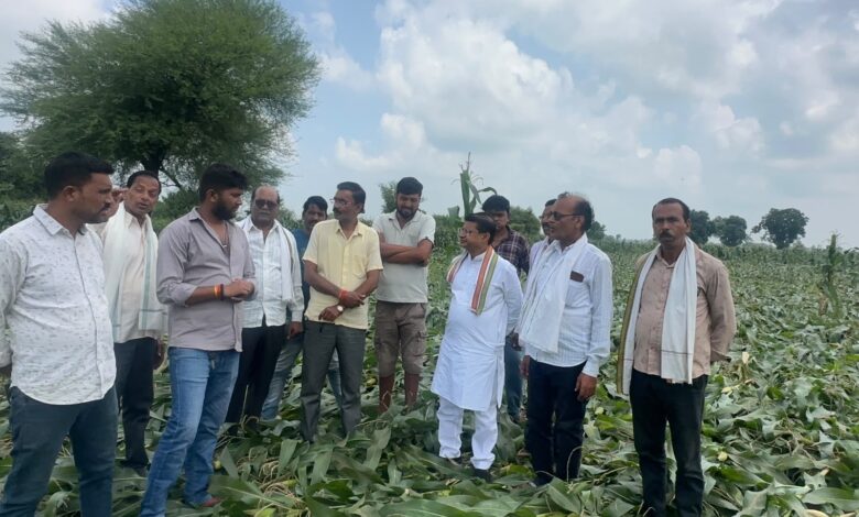 केवलारी विधायक रजनीश हरवंश सिंह खापा बाजार-डोकरांजी में मक्के की फसल का नुकसान देखते हुए
