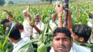 मक्का फसल नुकसान के सर्वे को लेकर किसानों ने पारदर्शिता की मांग की