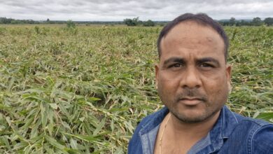 राहीवाड़ा में तेज हवा से खेत में गिरी मक्का की फसल