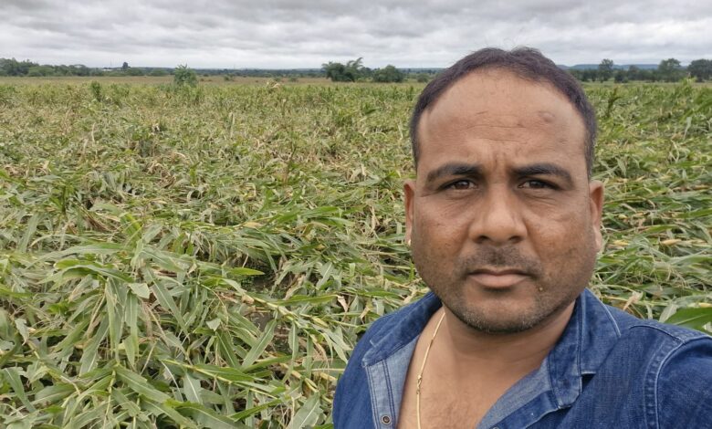 राहीवाड़ा में तेज हवा से खेत में गिरी मक्का की फसल