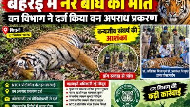 बेहरई परिक्षेत्र में मृत मिला नर बाघ
