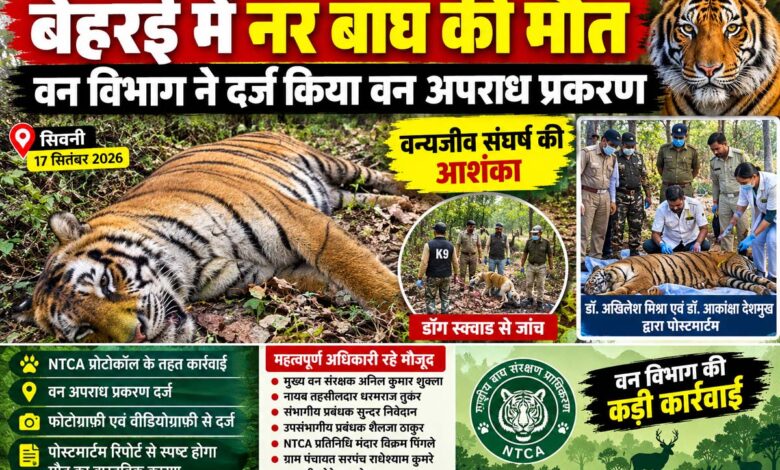 बेहरई परिक्षेत्र में मृत मिला नर बाघ