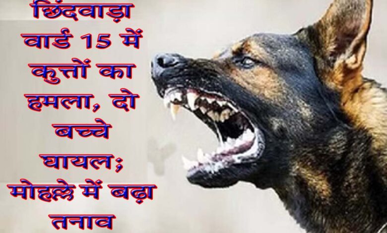 छिंदवाड़ा के वार्ड 15 में कुत्तों की समस्या से परेशान रहवासी