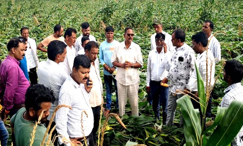 सिवनी विधायक दिनेश राय मुनमुन प्रभावित मक्का फसल का खेत में जायजा लेते हुए