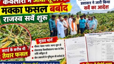 किसान मोर्चा के दौरे के बाद केवलारी में मक्का फसल क्षति के सर्वे का आदेश, 3 दिन में रिपोर्ट तलब | Dainik Yashonnati केवलारी में आंधी तूफान से बिछी मक्का फसल का जायजा लेते किसान